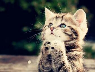 Cute Kitten Desktop Pc And Mac Wallpaper