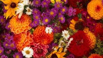 Flowers Wallpaper Pack Spring Flower HD