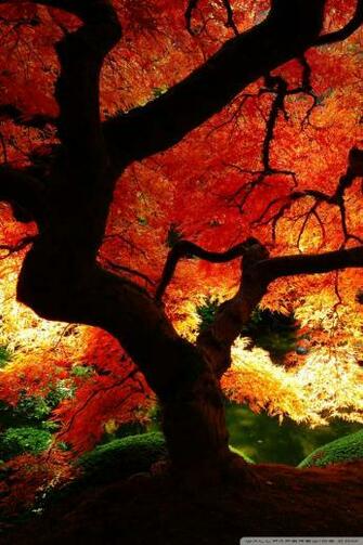 Beautiful Autumn 4k HD Desktop Wallpaper For Dual Monitor