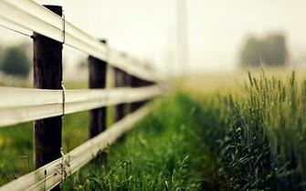 Nature Macro Fence Grass Ears Blur Rye Wheat