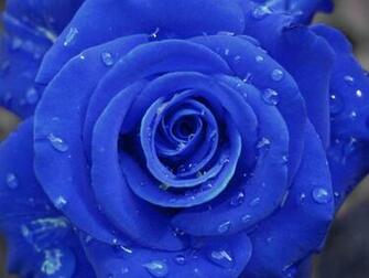 Blue Rose Wallpaper For Desktop Image Pictures Becuo