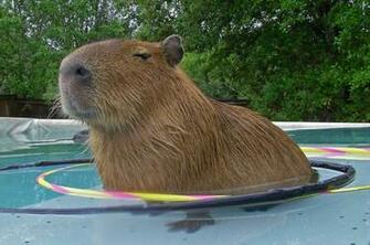 Capybara Wallpaper High Quality