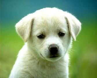 Puppy Wallpaper Dancing Little Animals