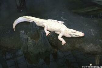 Alligator Wallpaper Underwater Killer Alligators