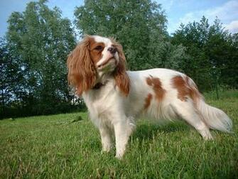 Cavalier King Charles Spaniel Pictures