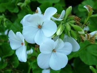 Nice Flowers Wallpaper Desktop Background Full Screen Anaknulp