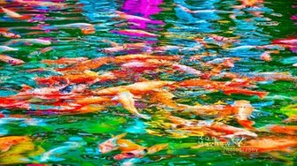 Background Koi Wallpaper