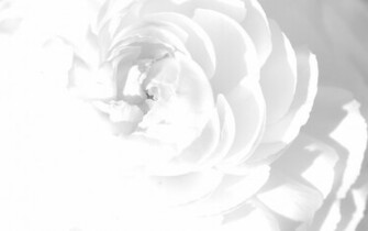 White Rose Wallpaper