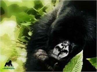 Silverback Wallpaper Mountain Gorillas Rwanda Photo Shared By