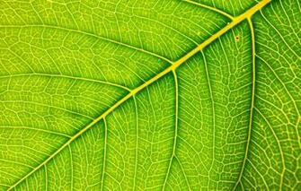 Wallpaper Macro Sheet Green Background Texture