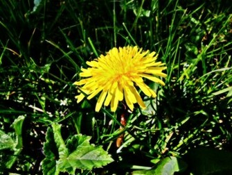 Dandelion Desktop Background Wallpaper