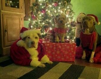Pitbull Christmas Love Cute Animals