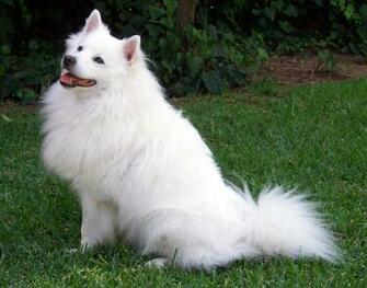 Dogs Wallpaper Pictures Pics Image Photos Desktop