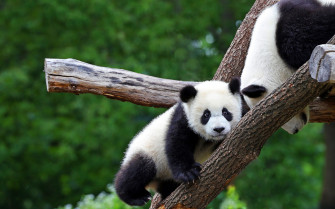 Animal Panda HD Wallpaper