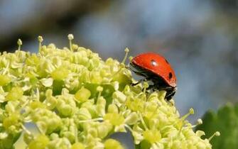 Wallpaper Background Ventube Ladybird Weed Desktop Background