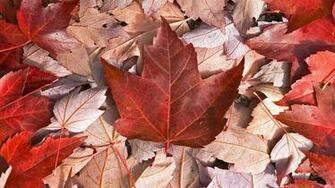 Canada Nature Flag Wallpaper