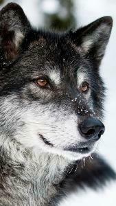 iPhone 5s 5c Wolf Wallpaper HD Desktop Background
