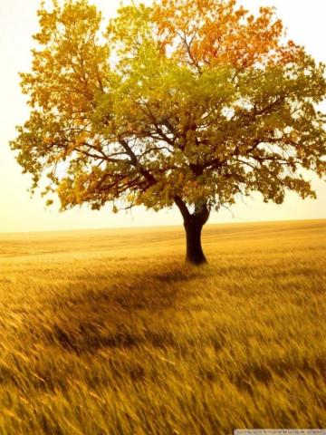 Landscape Nature Trees Fields Ultra HD Desktop Background