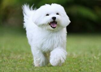 Maltese Dog Photos Background HD Wallpaper
