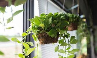 Houseplants Don T Just Treat Them Like Wallpaper Clean My Space