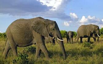 HD Elephants Wallpaper And Photos Animals