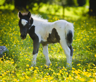 A Small Horse Standing In Field Of Flowers Wallpaper
