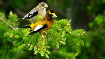 Bird On A Fence HD Wallpaper Res Desktopas