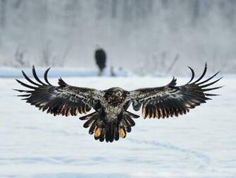 Wallpaper Juvenile Bald Eagle