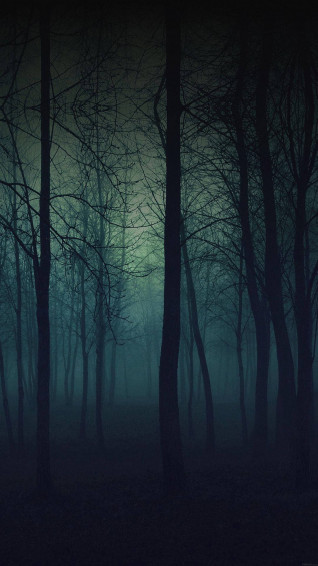 Dark Green Forest Wallpaper