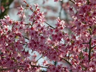 Pink Trees Spring Wallpaper Background