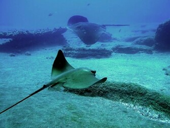 Description Animals Fish Stingray Wallpaper