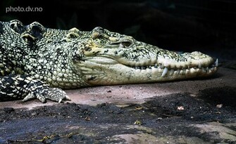 Crocodiles Wallpaper