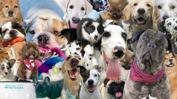 Dog And Cat Zoom Background Pet Paradise