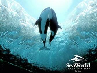 Orca S Forever By Tranquil