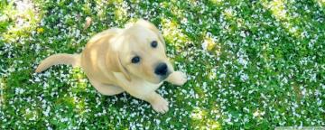 Dog And Spring Ultra HD Desktop Background Wallpaper For 4k UHD Tv