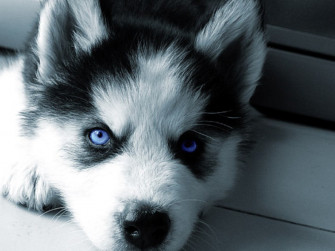 Siberian Husky Wide Wallpaper HD