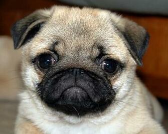 Pug Puppies Love To Play These Adorable Are