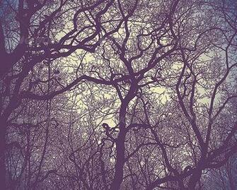 Silhouette Of Branches Background Decorative