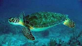 Tortuga Marina Bajo El Agua HD Widescreen Gratis Imagenes