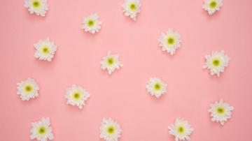 Desktop Wallpaper White Flowers Minimal HD Image Picture