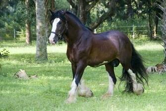 Clydesdales Wallpaper