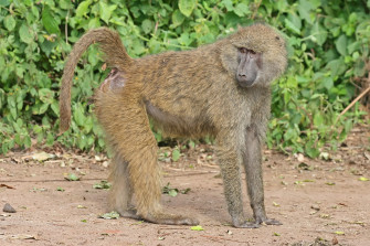 Baboon Wallpaper