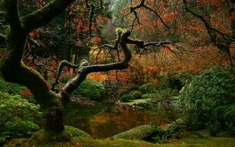 Forest Wallpaper Trees Branches Bushes Rivers Most People Mox
