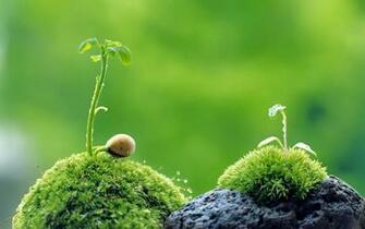 Wallpaper Amazing Beautiful