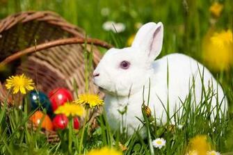Easter Bunny Wallpaper