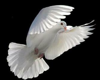 Nobody But Me White Winged Dove