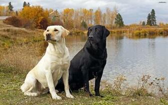 White And Black Dogs Wallpaper