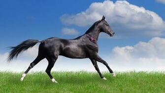 Thoroughbred HD Wallpaper Desktop Image