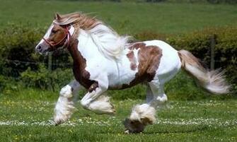 Bigger Horse HD Live Wallpaper For Android Screenshot