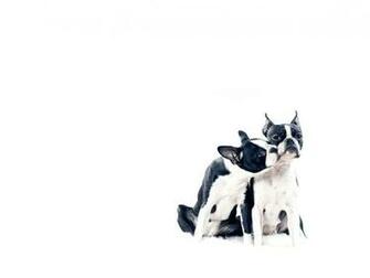 Boston Terrier Wallpaper